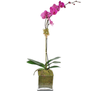Purple Single Stem Orchid Plant
