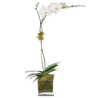White Single Stem Orchid Plant