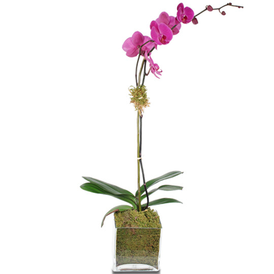 Purple Phalaenopsis Orchid